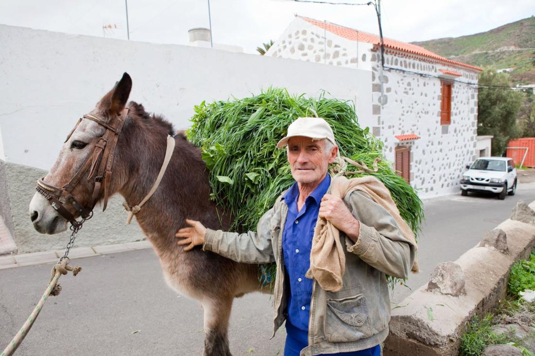 Bonde med esel i Temisas. Gran Canaria